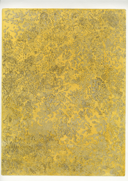 Symbiotica Sulphur Foliose